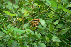 Ampelocissus latifolia